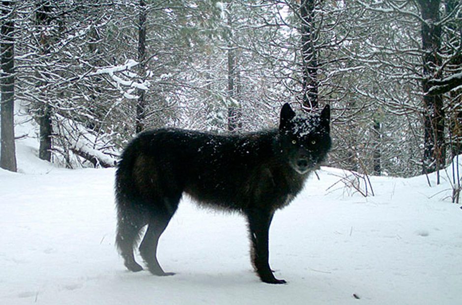 This Feb. 2017, file photo provided by the Oregon Department of Fish and Wildlife shows a gray wolf of the Wenaha Pack captured on a remote camera on U.S. Forest Service land in Oregon's northern Wallowa County. CREDIT: OREGON DEPARTMENT OF FISH AND WILDLIFE/AP