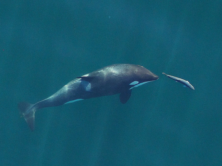 A young resident killer whale chases a chinook salmon in the Salish Sea near San Juan Island, Washington, in September 2017. CREDIT: OREGON STATE UNIVERSITY/FLICKR