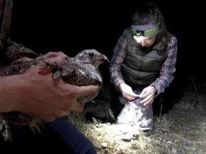 Lindsey Perry prepares a tag for a female sage grouse. CREDIT: COURTNEY FLATT/NWPB/EARTHFIX