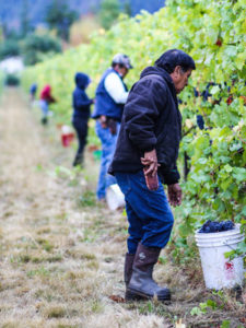 Vineyard workers help harvest grapes for the Oregon Solidarity wines at the Bayliss Vineyard in Talent, Ore. CREDIT: PAM DANIELLE/NPR