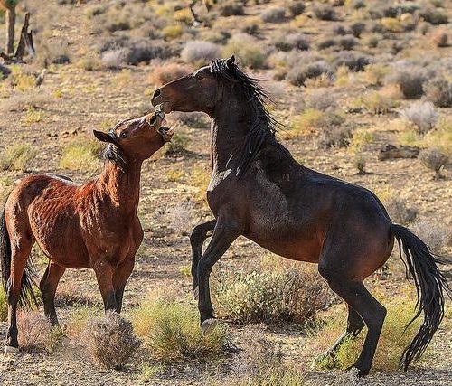The BLM says there are more than 80,000 wild horses and burros across the West. CREDIT: JAMES MARVIN PHELPS / FLICKR CREATIVE COMMONS