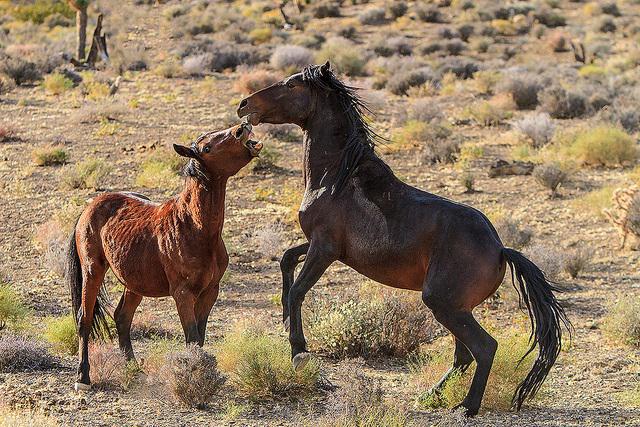 The BLM says there are more than 80,000 wild horses and burros across the West. CREDIT: JAMES MARVIN PHELPS / FLICKR CREATIVE COMMONS