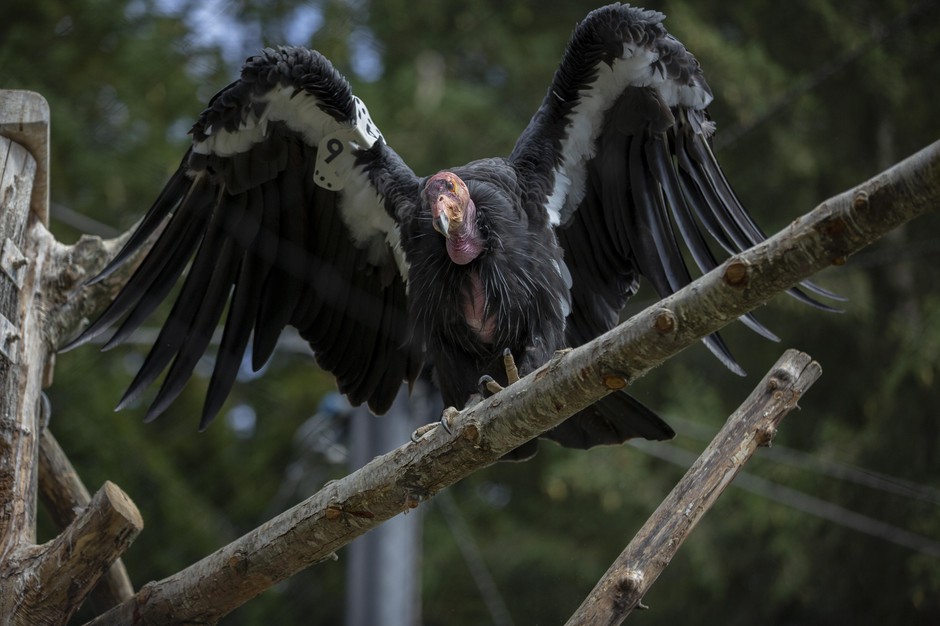 The Oregon Zoo is home to one-tenth of the world’s population of California condors. This one is named Kaweah. CREDIT: Miranda Daviduk/OPB