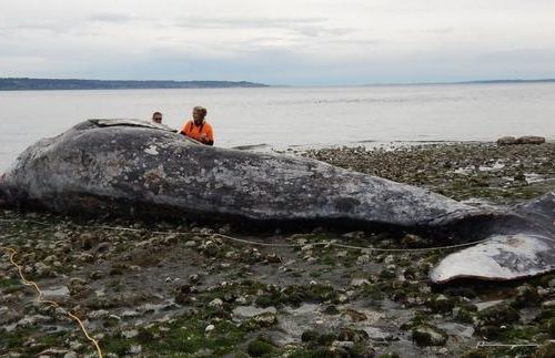 Responders examine a malnourished adult gray whale on April 15, 2019 after it was towed to a remote beach after initially being found floating near downtown Seattle. CREDIT: CASCADIA RESEARCH COLLECTIVE