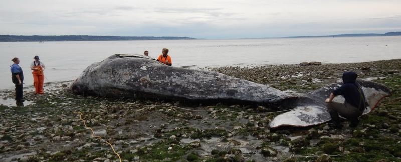 Responders examine a malnourished adult gray whale on April 15, 2019 after it was towed to a remote beach after initially being found floating near downtown Seattle. CREDIT: CASCADIA RESEARCH COLLECTIVE