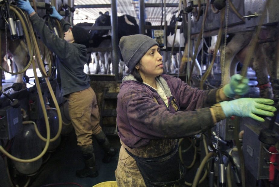 Immigrant farm worker Defelia Hernandez works in the milking parlor at Gervais Family Farm in Bakersfield, Vt., Tuesday, March 9, 2010. The farm was among five dairy farm operations targeted in a federal crackdown on undocumented foreign farm workers where Clement Gervais says he believed two of his workers cited as unemployable had proper documentation. CREDIT: ALDEN PELLETT/AP