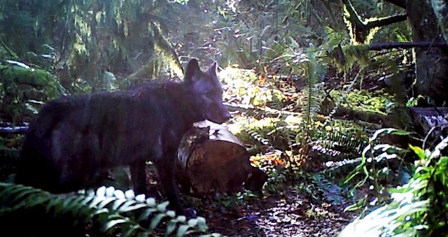 A trail camera captures one of the Diobsud Creek wolf pack. The two wolves are the first pack in Western Washington in decades. Courtesy Washington Department of Fish and Wildlife