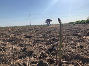 The asparagus harvest is underway in Washington. But there's much more competition from foreign growers. CREDIT ANNA KING / NW NEWSNETWORK