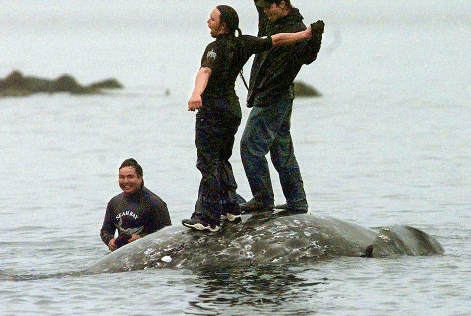 Makah whalers celebrate atop a dead gray whale after a successful hunt seen in this May 17, 1999, file photo, in Neah Bay, Wash. CREDIT: ELAINE THOMPSON/AP