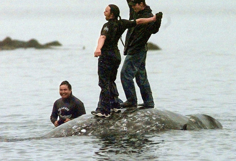 Makah whalers celebrate atop a dead gray whale after a successful hunt seen in this May 17, 1999, file photo, in Neah Bay, Wash. CREDIT: ELAINE THOMPSON/AP