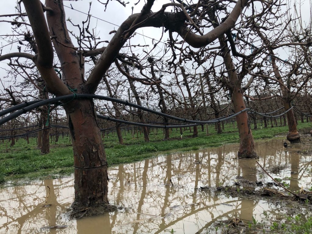 Budding cherry trees stand in puddles of water from heavy spring rains on Gary Middleton’s farm outside of Eltopia, Wash. CREDIT: ANNA KING/N3