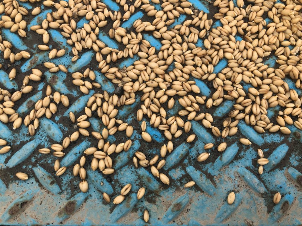 Spilt seed makes patterns on the metal truck scale. Many wheat-country farmers have been changing their seed orders after unusual weather patterns in the Northwest pushed back planting. CREDIT ANNA KING/N3