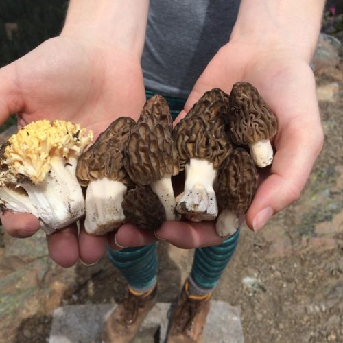 Spring coral and morel mushrooms. Courtesy of Rachel Zoller