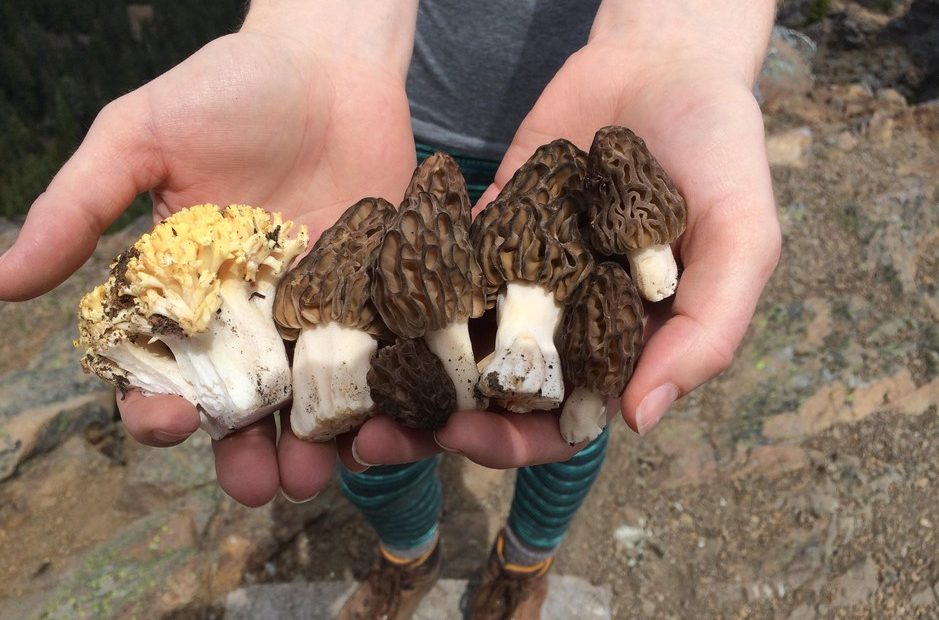 Spring coral and morel mushrooms. Courtesy of Rachel Zoller