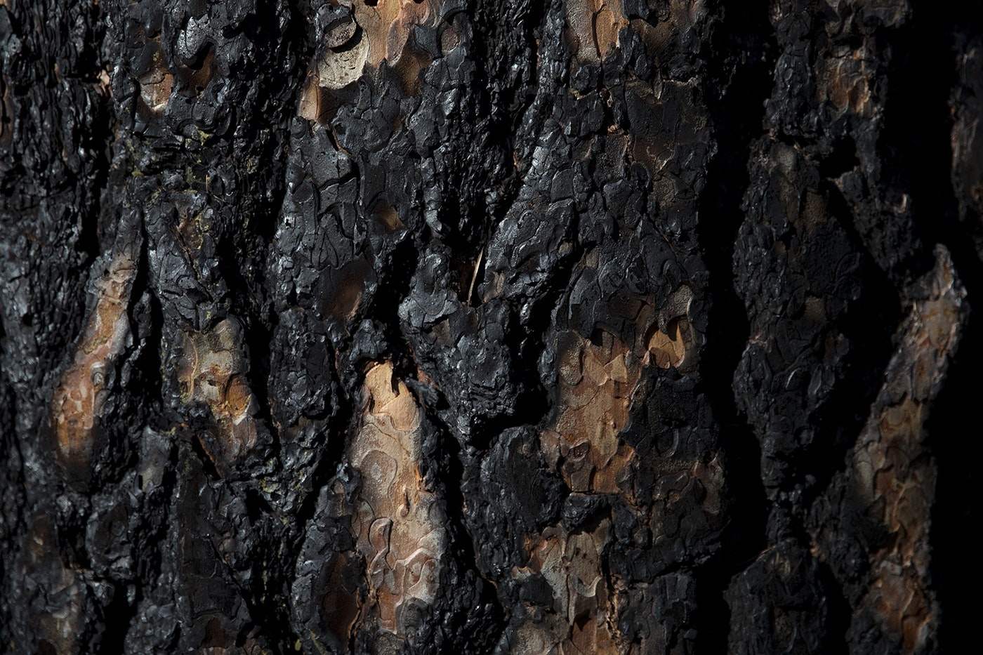 A burned tree is visible along Highway 20, near Loup Loup Ski Bowl on Tuesday, April 23, 2019, east of Twisp, Washington. CREDIT: KUOW PHOTO/MEGAN FARMER