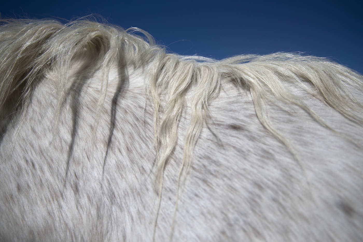 Christina Cline's horse Sterling's mane is shown on Tuesday, April 23, 2019, near Carlton, Washington. CREDIT: KUOW PHOTO/MEGAN FARMER