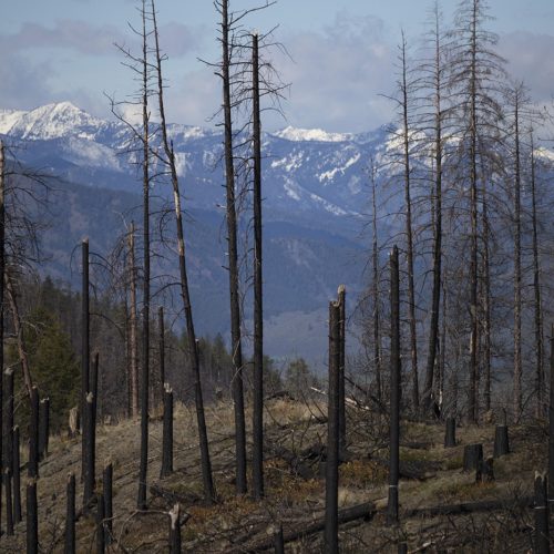 File photo. An area burned in the Carlton Complex fire, as seen in 2019, along Highway 20 near Loup Loup Ski Bowl, east of Twisp, Washington. CREDIT: Megan Farmer/KUOW