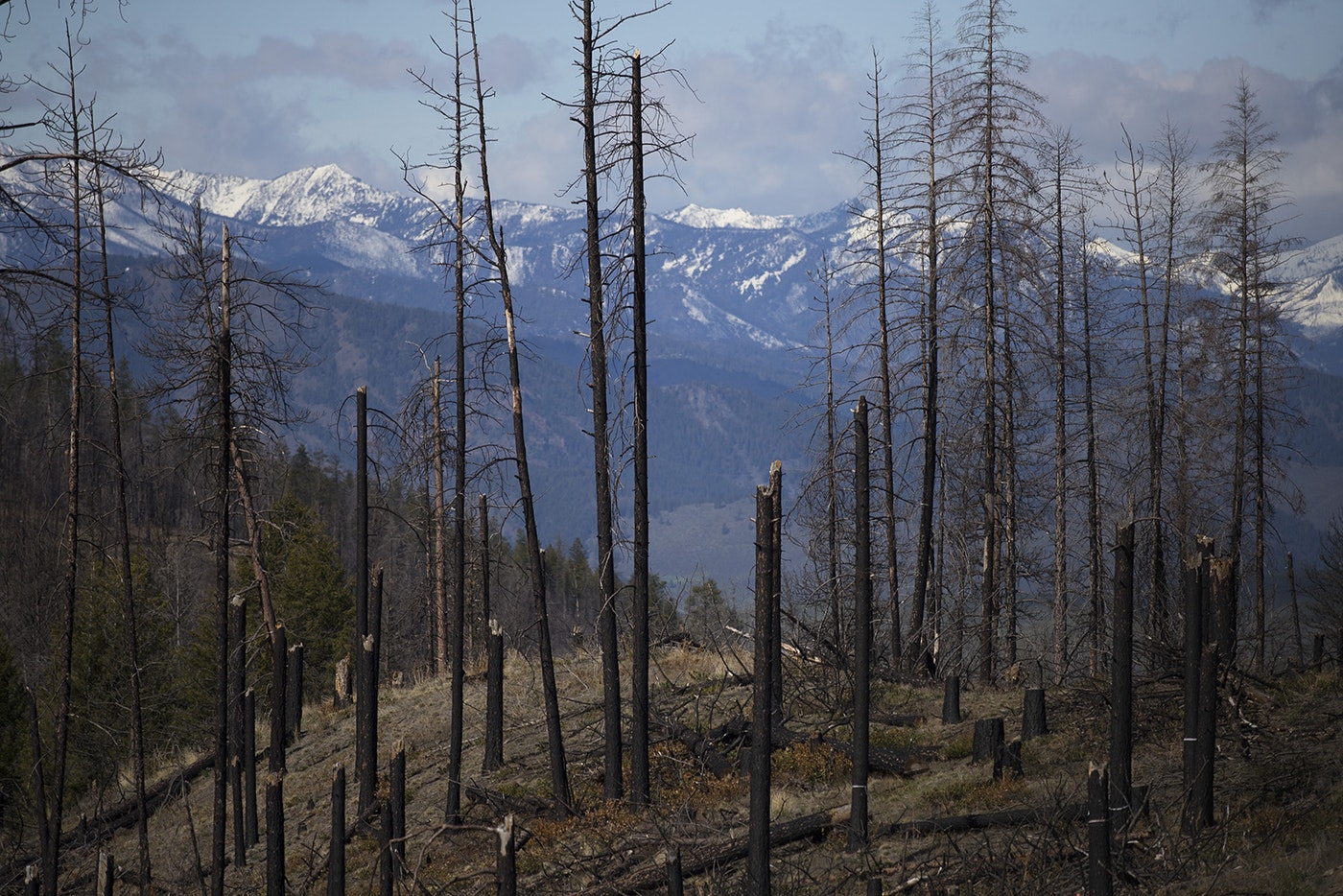 An area burned in the Carlton Complex fire is visible on Tuesday, April 23, 2019, along Highway 20 near Loup Loup Ski Bowl, east of Twisp, Washington. CREDIT: KUOW PHOTO/MEGAN FARMER