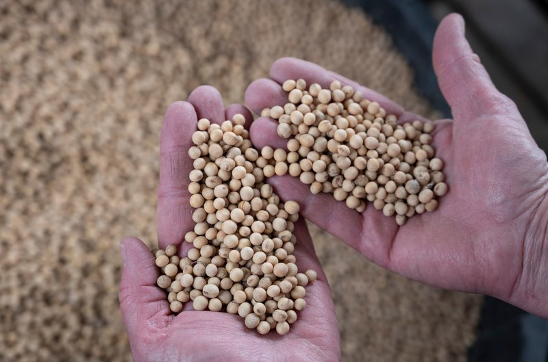 Companies are using new gene-editing tools to alter the DNA of food crops. One of these products is a soybean with a healthier kind of oil. CREDIT: Johannes Eisele/AFP/Getty Images