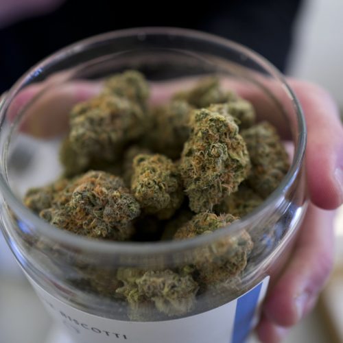 In this Feb. 7, 2019, file photo, a bud tender shows a top cannabis strain at Serra, a dispensary in Portland, Ore. In an attempt to reduce the marijuana inventory in Oregon, the state is moving toward allowing the Oregon Liquor Control Commission to refuse to issue initial marijuana production licenses, based on supply and demand. CREDIT: RICHARD VOGEL/AP