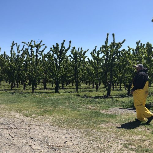 Carlos Perez Carillo walks amid a fruit orchard outside of Mattawa in central Washington. He’s not far from where the workers who’ve been exposed to mumps are being quarantined at King Fuji Ranch. He says he’s been warned to stay away. CREDIT: ANNA KING/N3