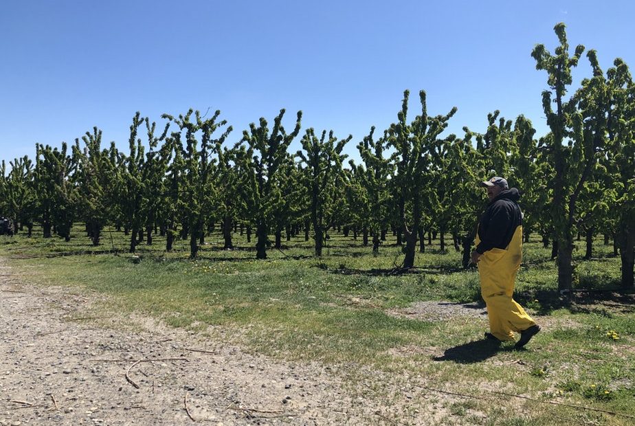 Carlos Perez Carillo walks amid a fruit orchard outside of Mattawa in central Washington. He’s not far from where the workers who’ve been exposed to mumps are being quarantined at King Fuji Ranch. He says he’s been warned to stay away. CREDIT: ANNA KING/N3