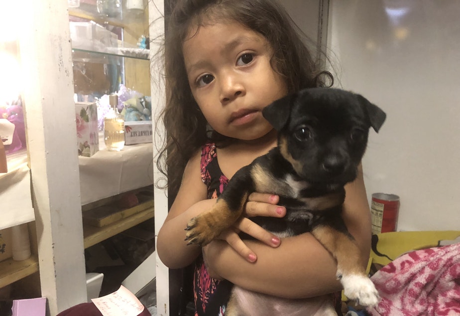 Three-year-old, Stephanie Medina Sanchez squeezes close her Chihuahua puppy. She’s the granddaughter of a local flower shop owner in Mattawa, in central Washington. Her mother says the farmworkers often come in to buy flowers, but the young men are lonely for their families back in Mexico. CREDIT: ANNA KING/N3