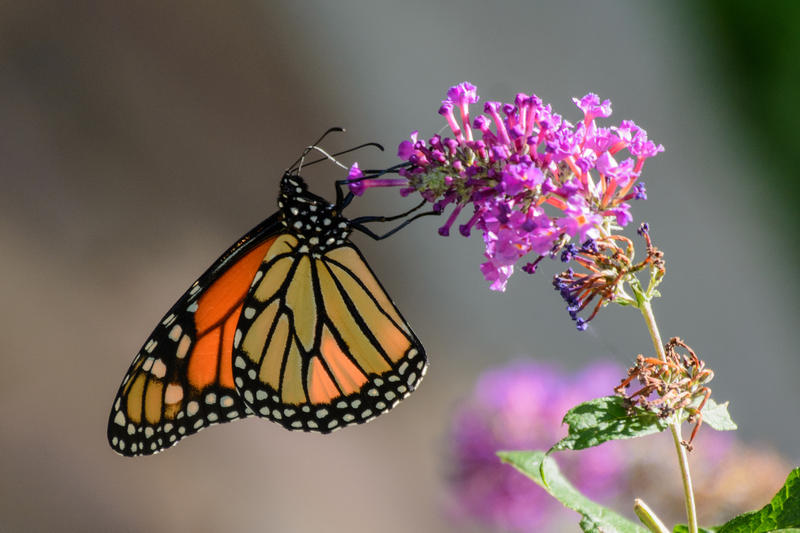Monarch butterflies populations are shrinking, with fewer insects migrating every year. CREDIT: PETER MILLER