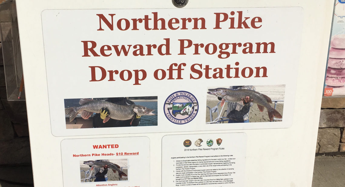 A northern pike dropoff station at the Tribal Trails gas station near Kettle Falls, Washington. CREDIT Scott A. Leadingham/NWPB