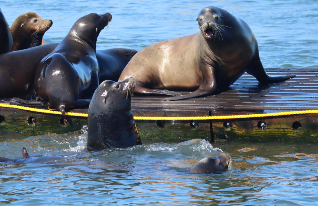 At times, the California sea lions that hang out at the Westport Marina display aggressive behavior. CREDIT: TOM BANSE/N3