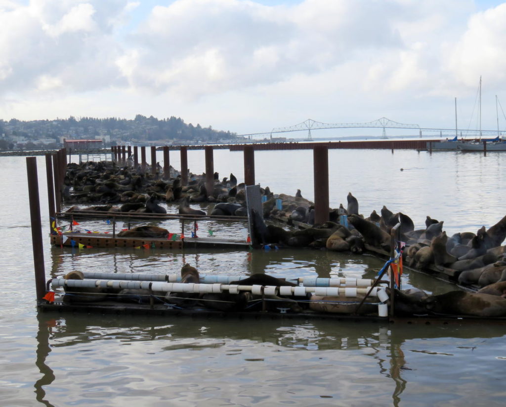 The low rail on the finger piers in foreground worked for a while to deter sea lions at the Port of Astoria's East Mooring Basin, but not anymore. CREDIT: TOM BANSE/N3