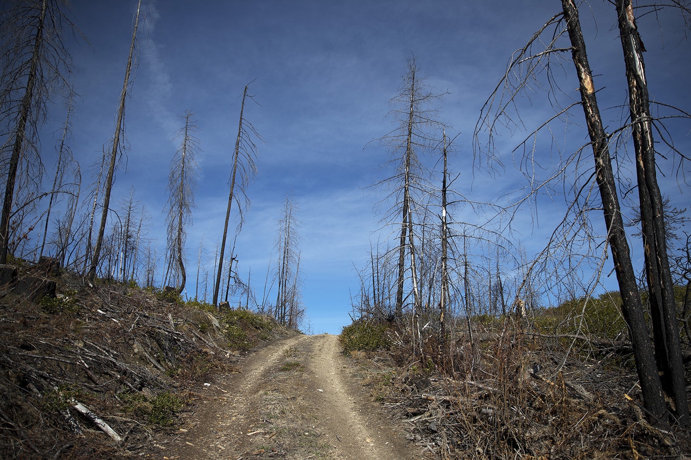 An area that was burned in the Carlton Complex fire is shown on Tuesday, April 23, 2019, along Highway 20 near Loup Loup Pass Ski Bowl, east of Twisp, Washington. CREDIT: KUOW PHOTO/MEGAN FARMER
