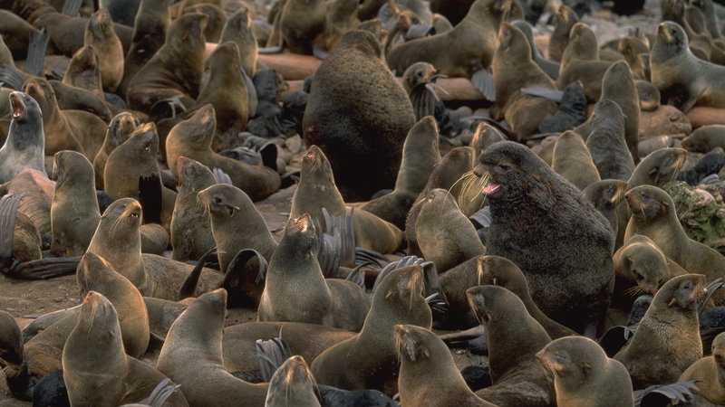Fur seals fill up the beach of St. Paul Island, Alaska. Strict federal regulations have granted access to fur seals solely during a 47-day subsistence harvest in the summer, meaning the Unangan people have had time to harvest only about 400 seals per year. CREDIT: BROOKS KRAFT/SYGMA