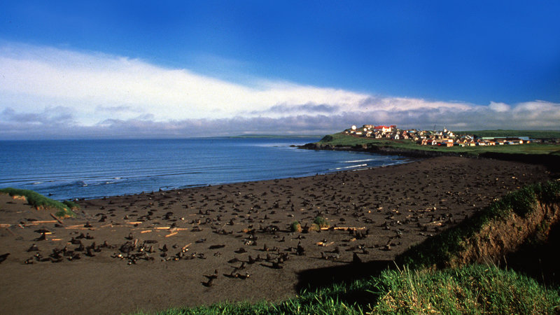 St. Paul's remote location — more than 250 miles from mainland Alaska — makes the seal meat particularly attractive to residents. Groceries have to be barged in or flown in to the island's sole store, and prices reflect that. CREDIT: BROOKS KRAFT/CORBIS