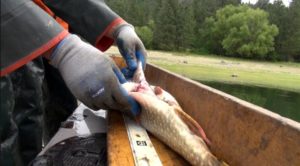 Biologists have found northern pike like to eat the hatchery-raised rainbow trout in Lake Roosevelt. This particular fish had three rainbow trout in its stomach. CREDIT: COURTNEY FLATT/NORTHWEST PUBLIC BROADCASTING