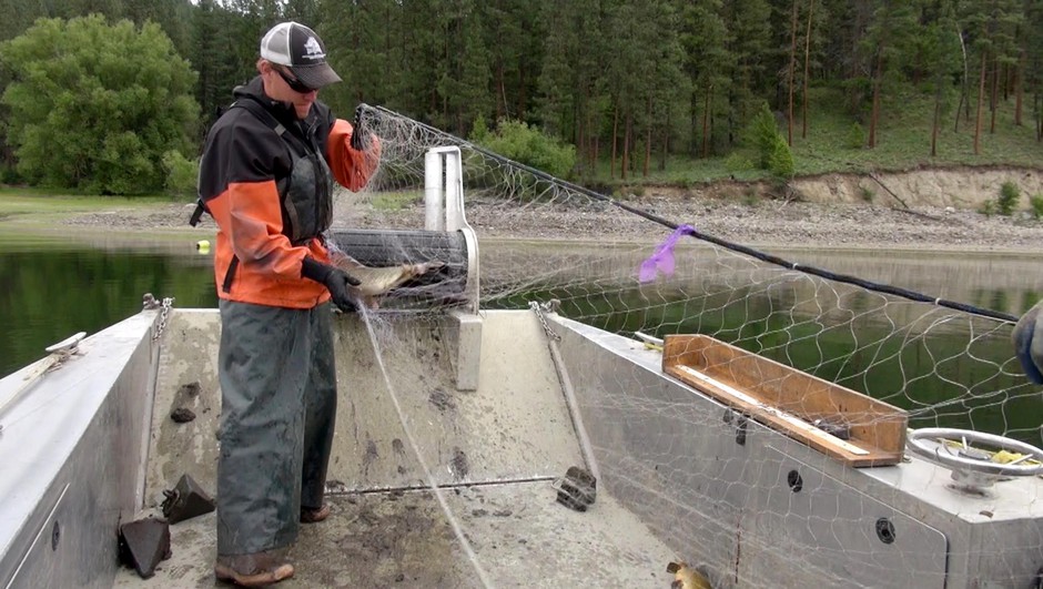 Biologist Travis Rehm pulls in a northern pike with a gillnet. The biologists caught 21 northern pike on Lake Roosevelt in one day. CREDIT: COURTNEY FLATT/NORTHWEST PUBLIC BROADCASTING