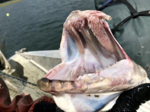 Northern pike are voracious. Because their mouths open so wide, they can eat a lot of fish other predators can’t. CREDIT: COURTNEY FLATT/NORTHWEST PUBLIC BROADCASTING