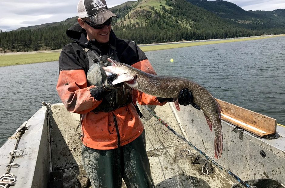 Travis Rehm holds up the largest northern pike biologists caught on Tuesday, May 21, 2019. The female fish was about 34 inches long. CREDIT: Courtney Flatt/NWPB