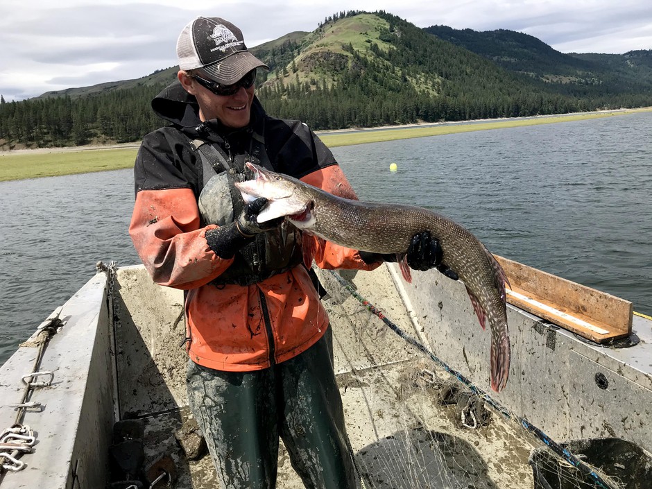 Travis Rehm holds up the largest northern pike biologists caught on Tuesday, May 21, 2019. The female fish was about 34 inches long. CREDIT: Courtney Flatt/NWPB
