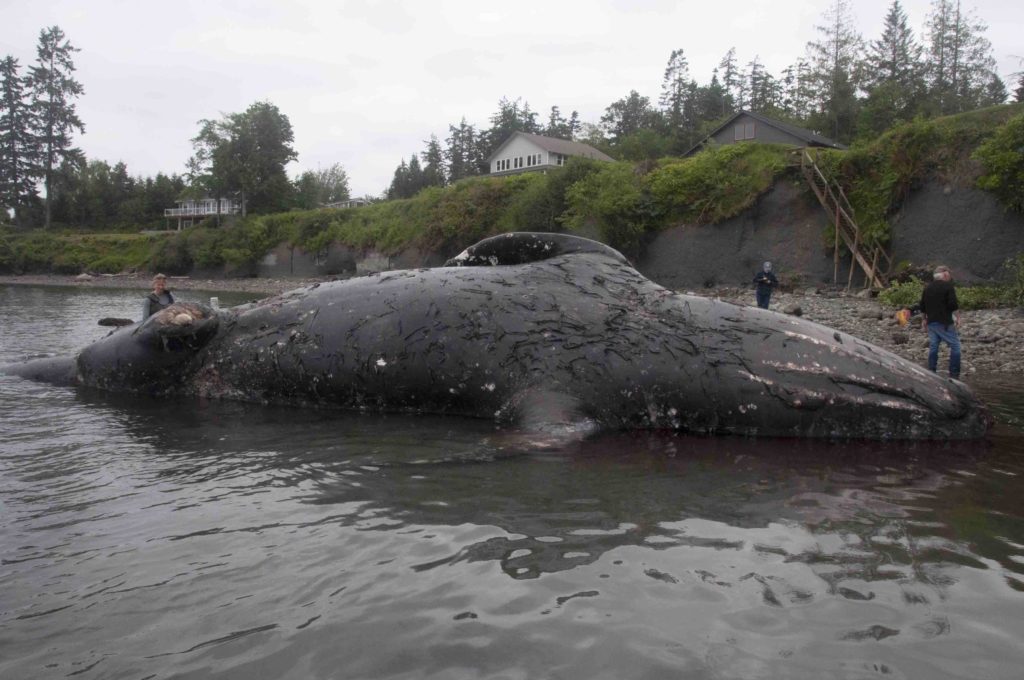 This 40-foot gray whale drifted ashore north of Port Ludlow, Washington, on May 28 before being towed to a more isolated beach at the invitation of the landowners there. CREDIT: MARIO RIVERA