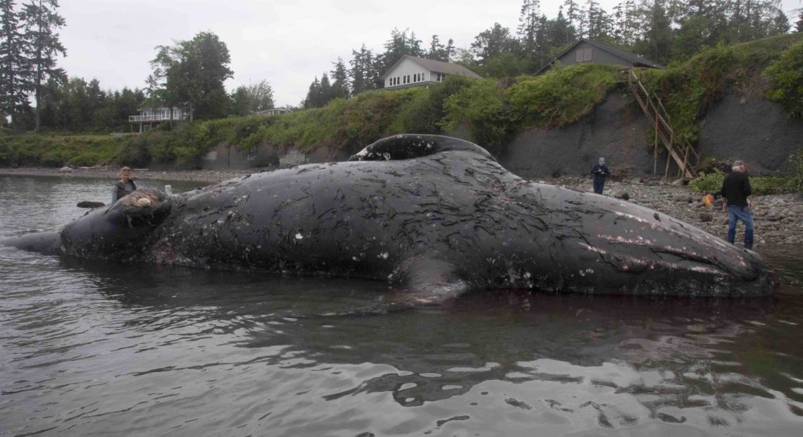 This 40-foot gray whale drifted ashore north of Port Ludlow, Washington, on May 28 before being towed to a more isolated beach at the invitation of the landowners there. CREDIT: MARIO RIVERA