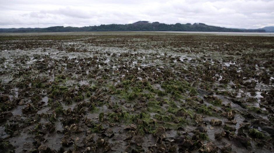 The Goosepoint Oyster farms in Willapa Bay are some of many oyster farms in the region affected by native burrowing shrimp. This is an example of a healthy oyster bed full of oysters, eel grass and other species like crabs and clams. CREDIT: KAYLEE DOMZALSKI/OPB