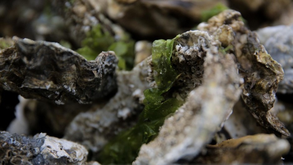 The coast around Willapa Bay supplies one-fourth of the nation's oysters. CREDIT: KAYLEE DOMZALSKI/OPB