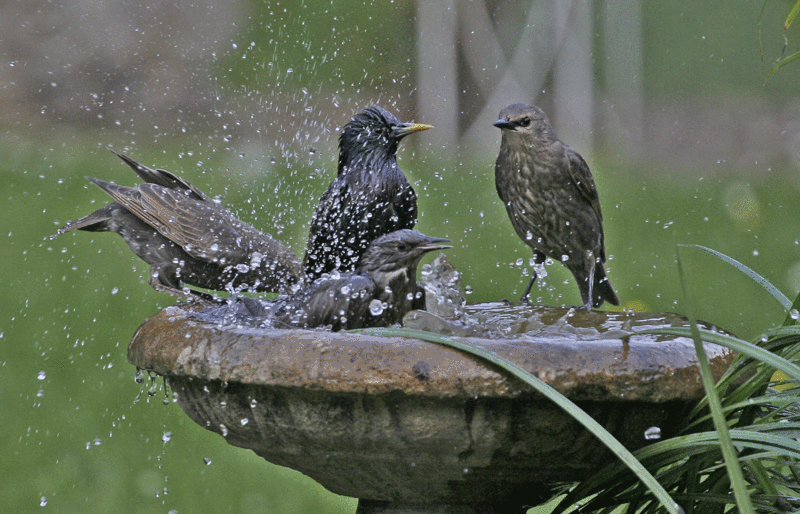birds swimming in birdbath