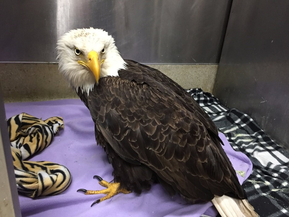 A bald eagle shot north of Gaston, Oregon, received treatment at the Audubon Society of Portland before being euthanized.
