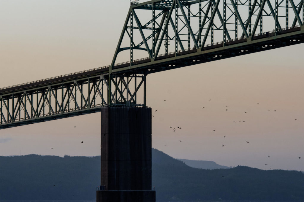 Cormorants returned to the Astoria Bridge to roost at nightfall on June 3, 2019.