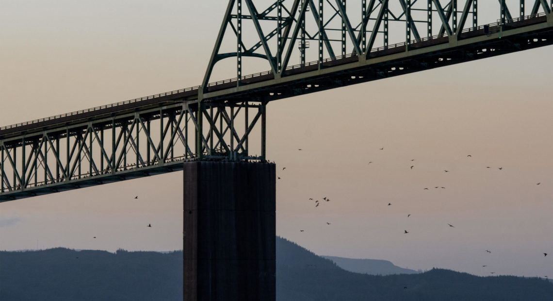 Cormorants returned to the Astoria Bridge to roost at nightfall on June 3, 2019.