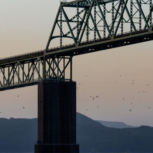 Cormorants returned to the Astoria Bridge to roost at nightfall on June 3, 2019.