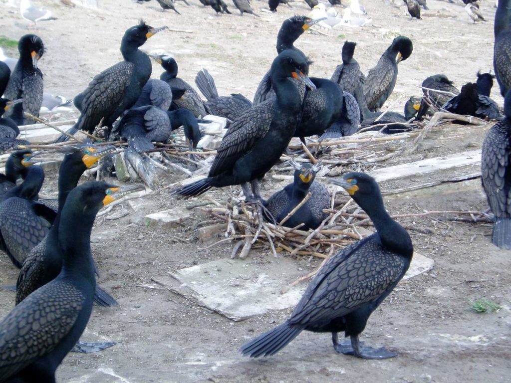 Double-crested cormorants on East Sand Island near the Columbia River mouth in 2007. CREDIT: TOM BANSE/N3
