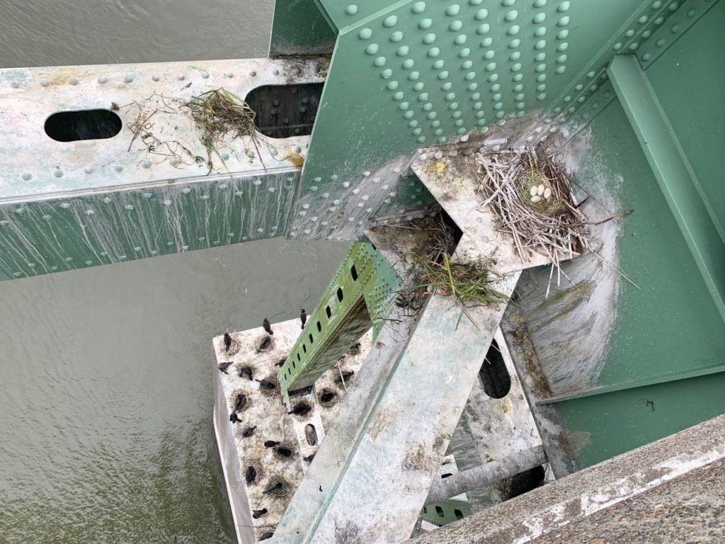Motorist Rex Ziak was able to snap a picture over the railing of nests with eggs during a traffic standstill on the bridge in late May. CREDIT: REX ZIAK